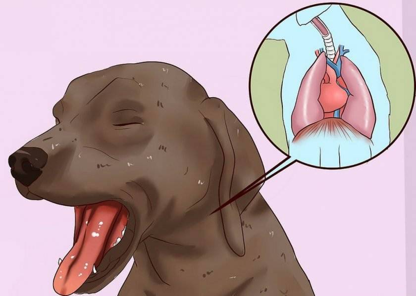 Затрудненное дыхание у собаки: кашель, хрип, удушье