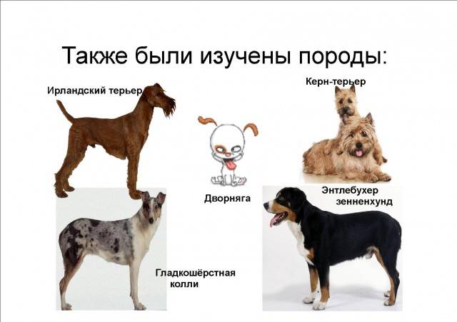 Как выбрать собаку. статьи о собаках и важная информация на сайте кутята.рф
