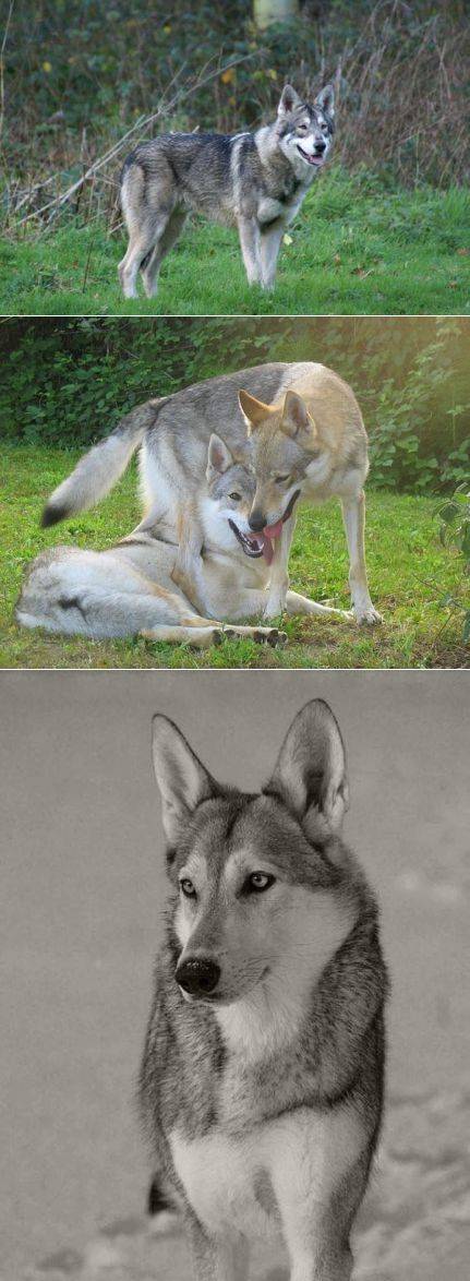 Собака похожая на волка: описание признанных и непризнанных пород