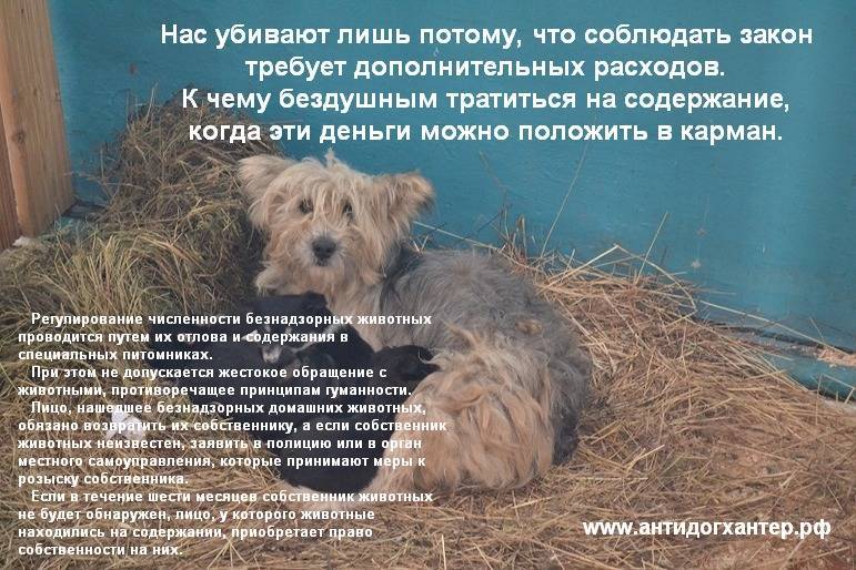 Собака в доме по православию
