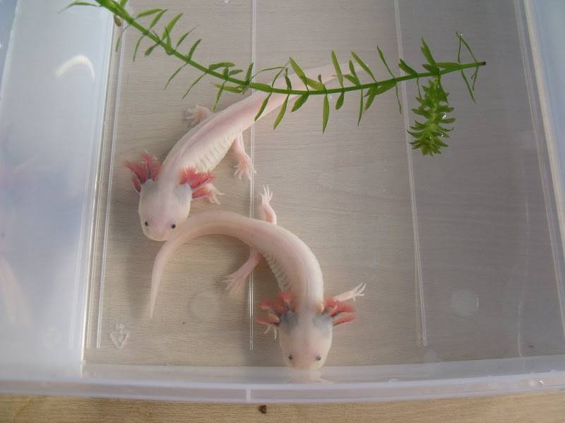 Аксолотль (axolotl): фото, содержание в домашних условиях