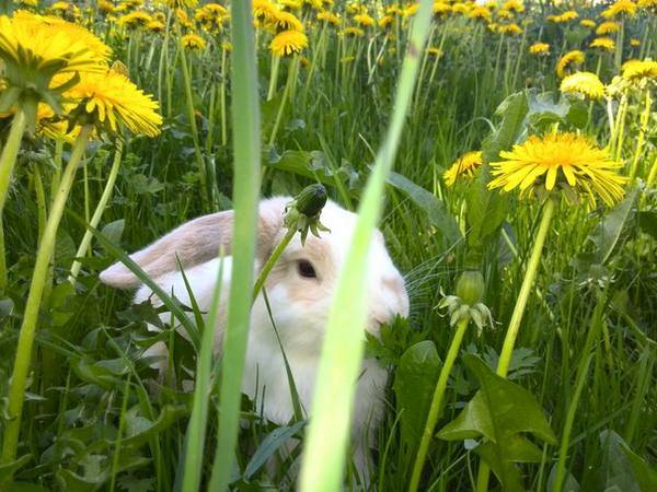 Чем кормить кроликов летом: трава, комбикорм, подкормка