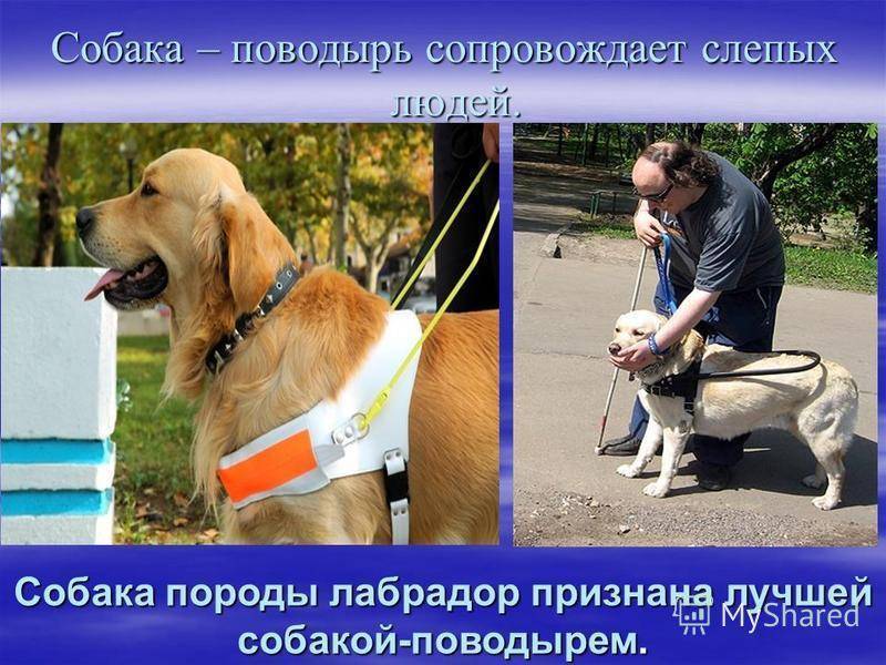 Собака-поводырь для слепых. лучшие породы, дрессировка поводырей.