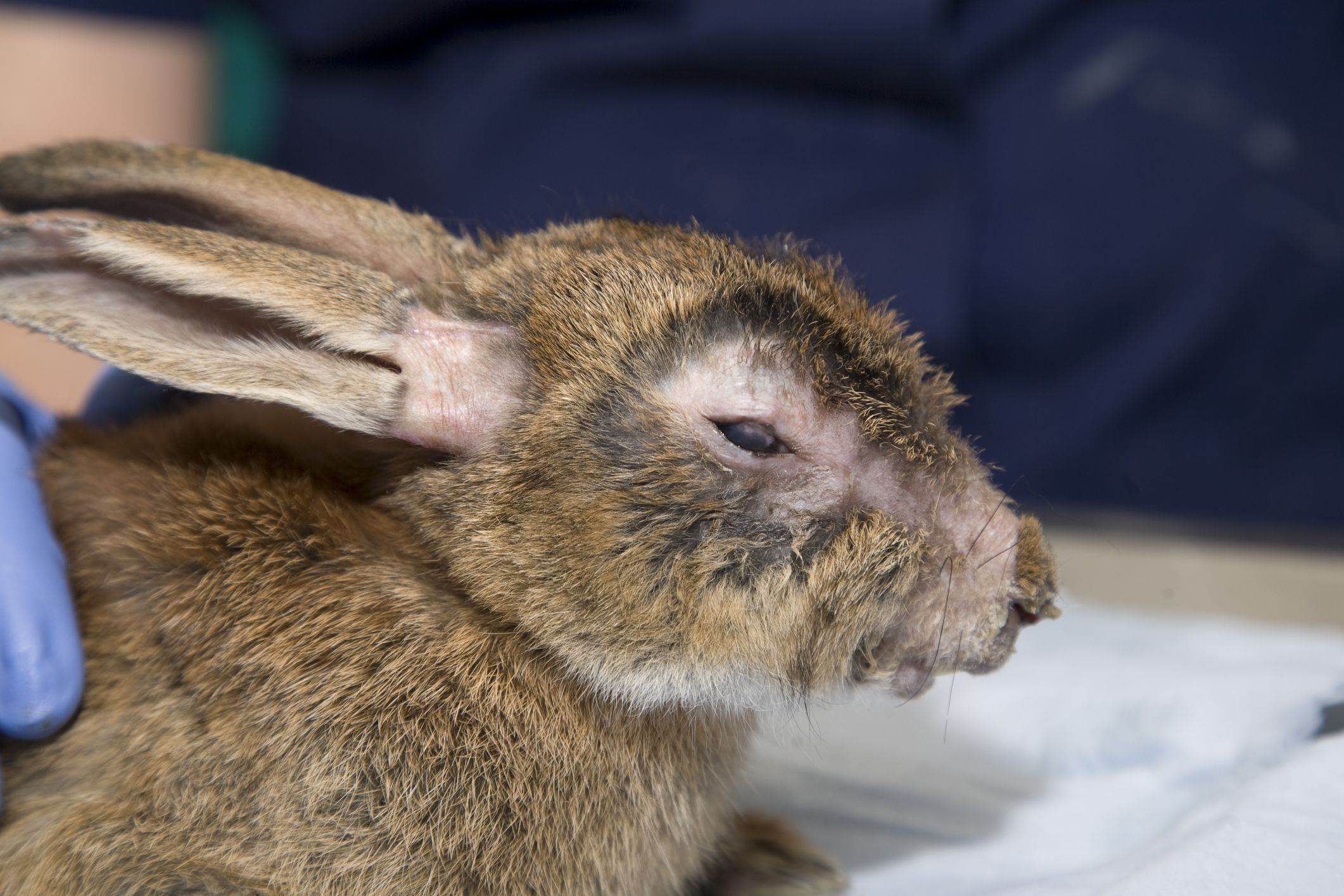 Лечение ушного клеща у кроликов и профилактика болезней кроликов в домашних условиях