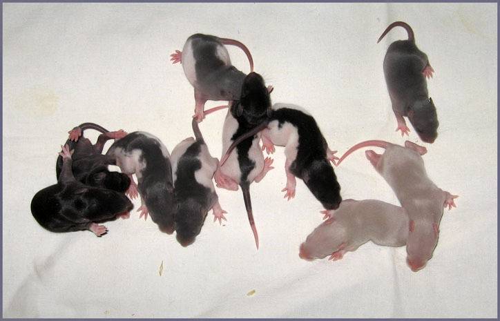 Рекомендации по уходу и содержанию маленьких крысят
