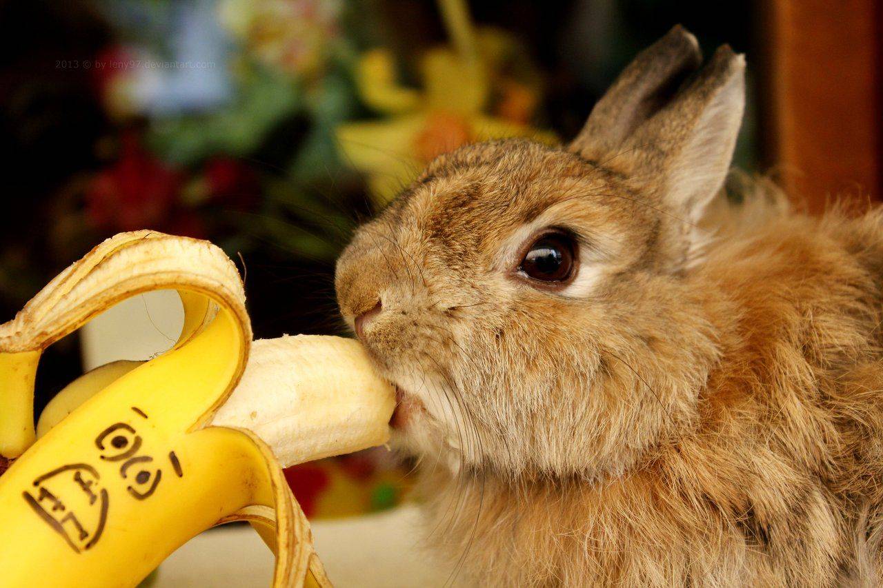 Можно ли декоративным кроликам бананы | мой сад и огород