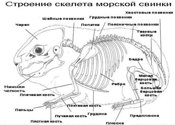 Строение хомяка: его скелет и череп, анатомия джунгарика, сирийского и других видов, дыхательная система и другие органы с фото, температура тела