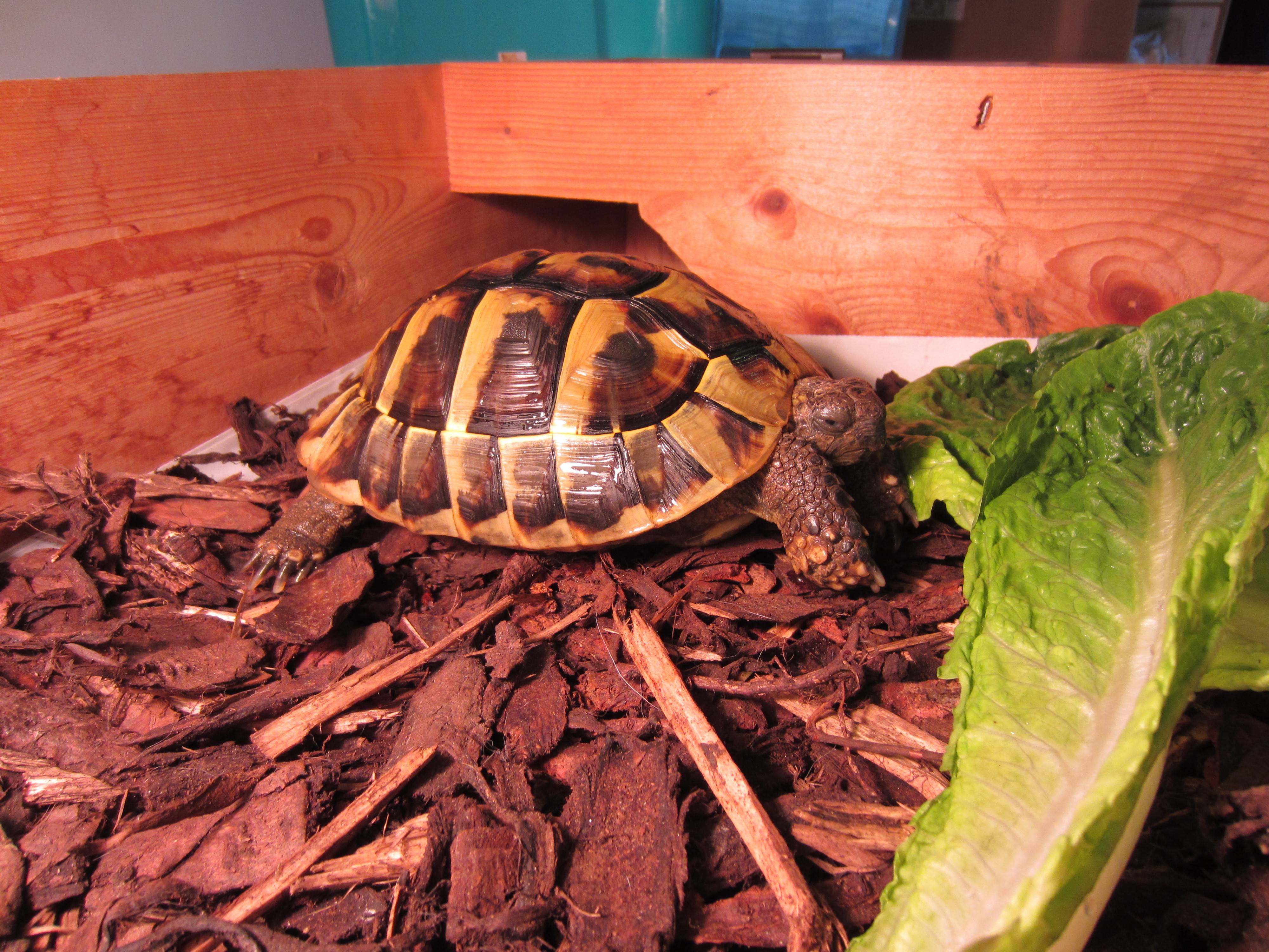 Спячка черепахи в домашних условиях. Сухопутная черепаха. Черепашки домашние. Черепаха в спячке.