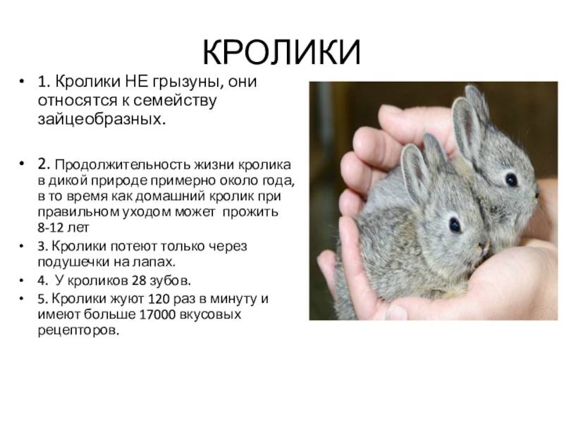 Карликовый кролик в домашних условиях: правила ухода и содержания (120 фото)