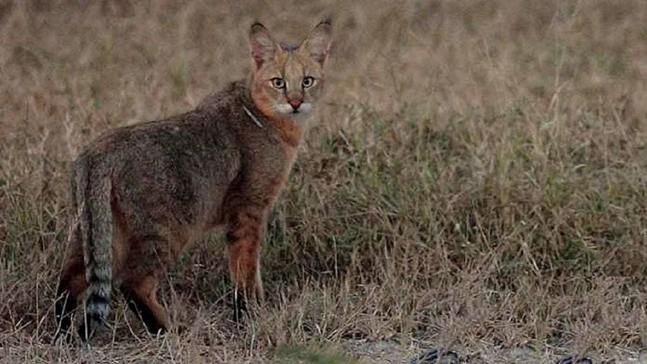 Камышовый кот