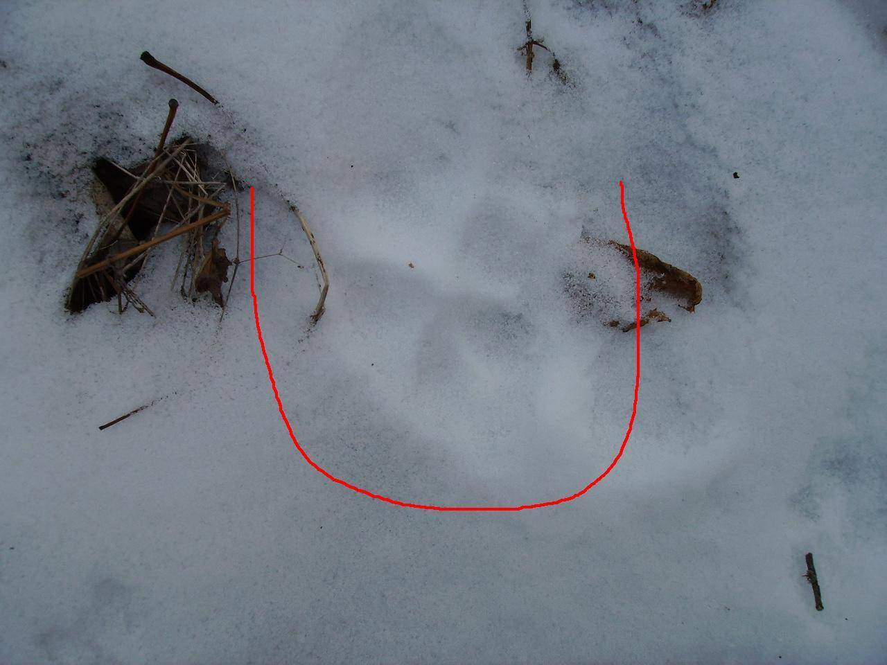 Как выглядят следы крысы на снегу? — экспертно-информационный портал о домашних питомцах и уходе за ними — petse.ru