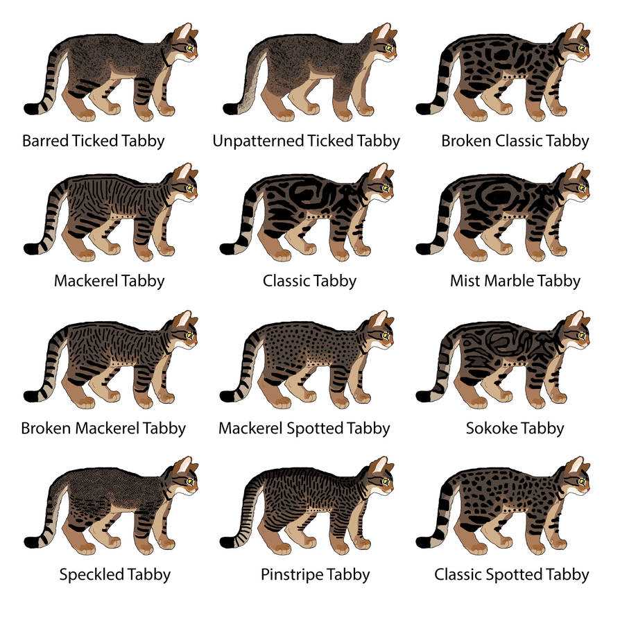 Окрасы кошек: общая информация | ваши питомцы