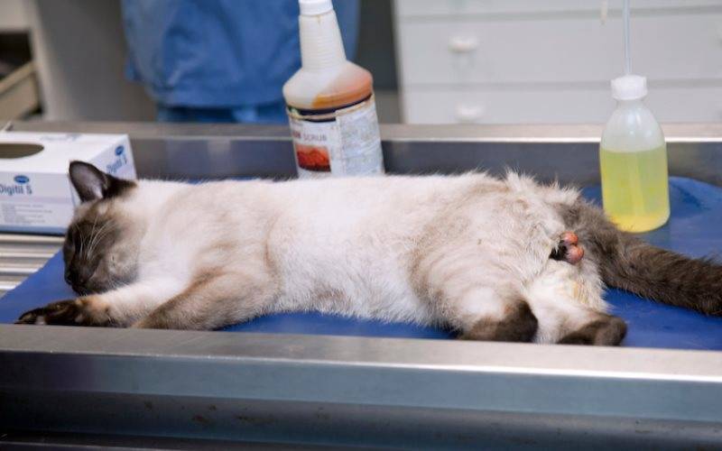 Почему кошка после стерилизации не ест и не пьет?