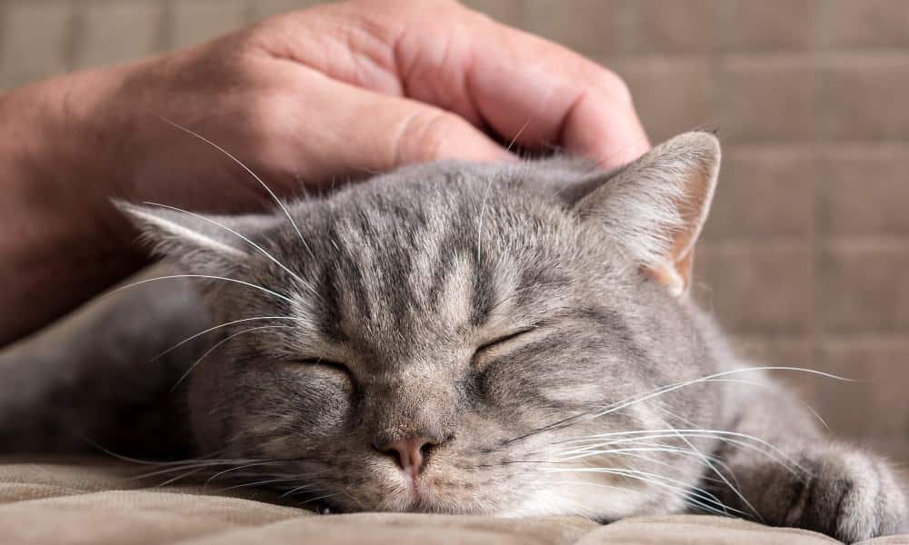 Почему кошки мурчат: интересные факты и предположения