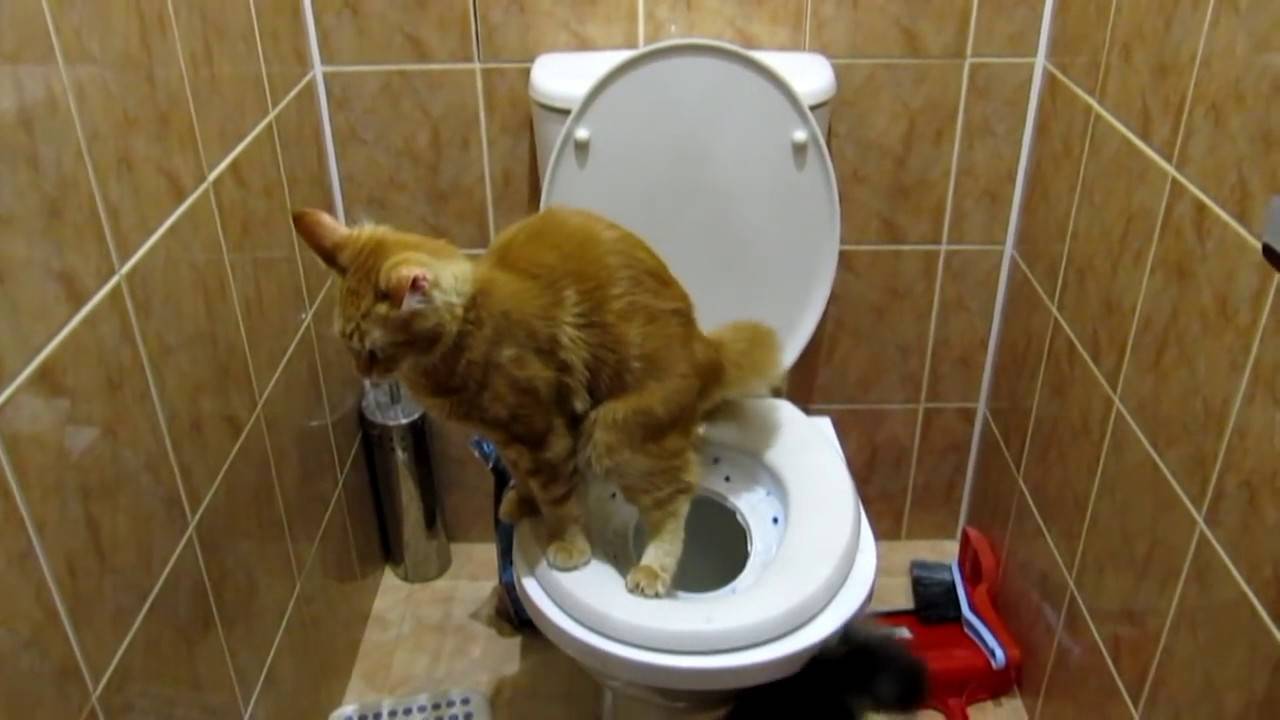 Кот не может сходить в туалет по-маленькому: почему и что делать?
