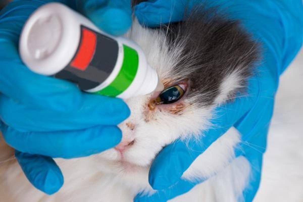 У котёнка гноятся глаза: чем лечить и что делать в домашних условиях  - mimer.ru