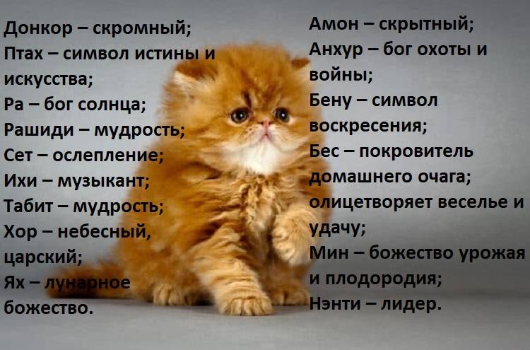 Имя для рыжего кота: список оригинальных кличек - animallist.ru