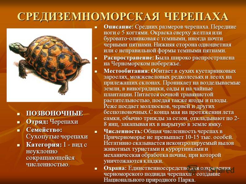 Черепаха