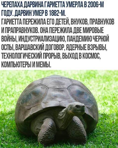 Сколько живут черепахи в домашних условиях