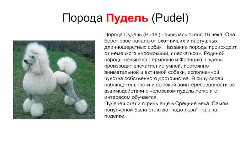Пудель: описание породы, характер, фото, уход и отзывы владельцев