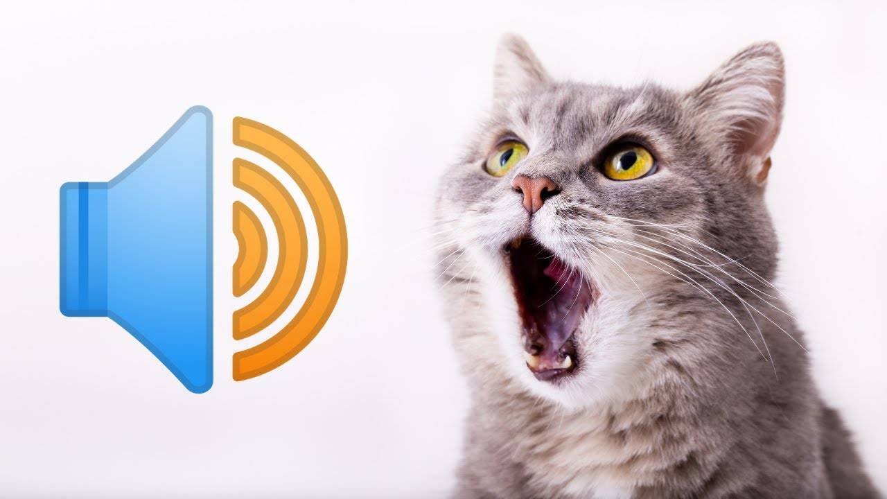 Звуки, которых боятся кошки - слушать онлайн, скачать mp3, топ самых страшных звуков