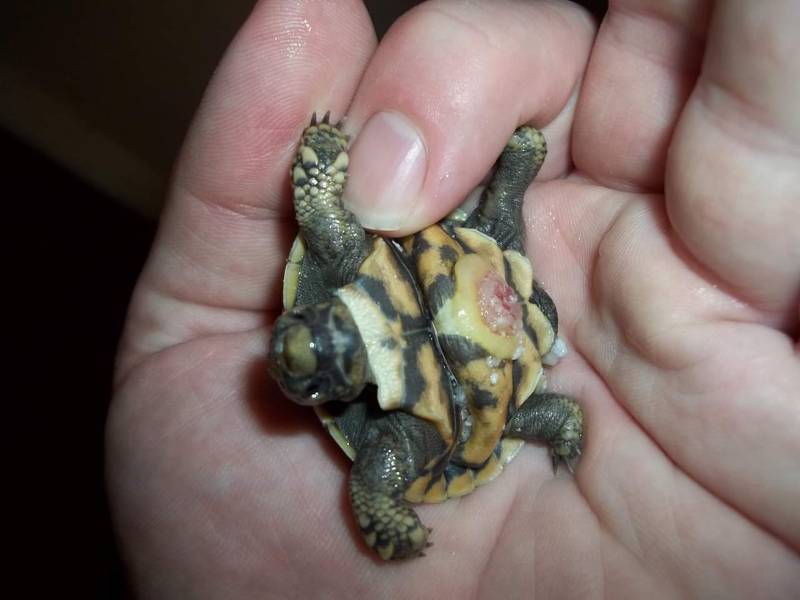 Как размножаются черепахи: член черапахи и условия спаривания