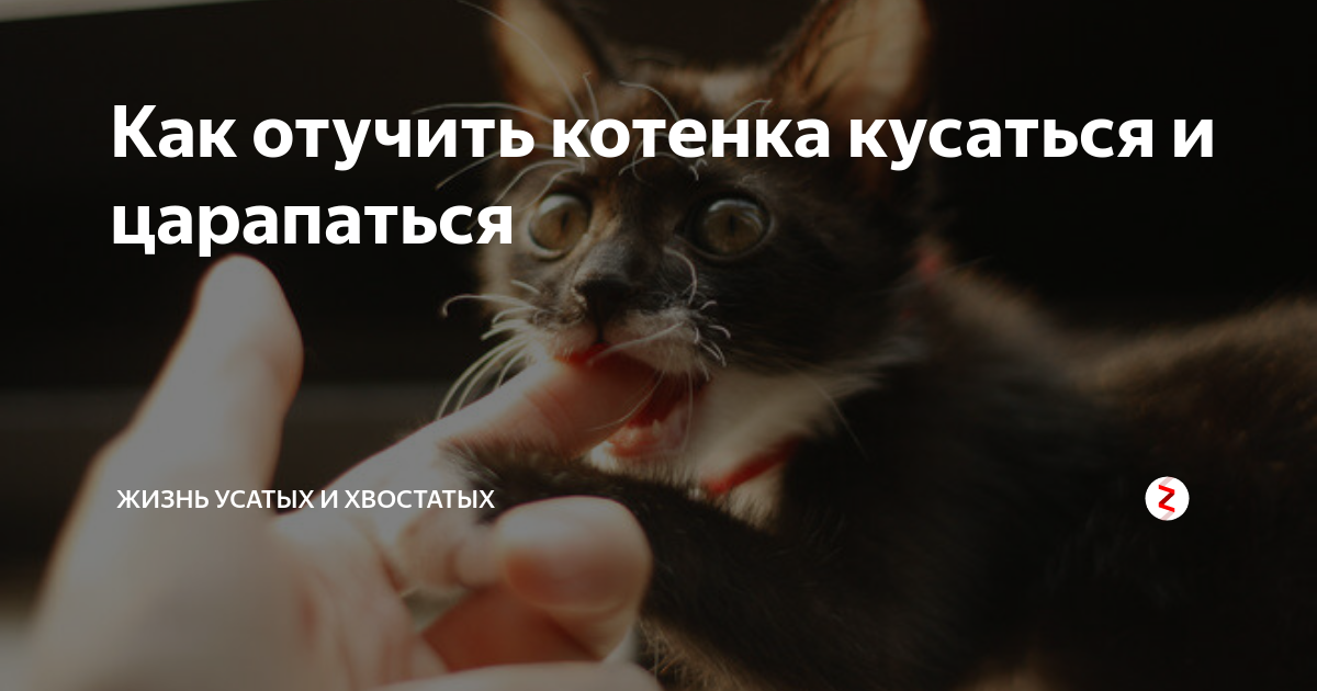 Как отучить котенка кусаться. Как отучить котёнка кусать и царапать.