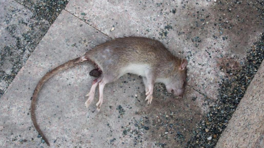 ✅ как пережить смерть крысы - wifelife.ru