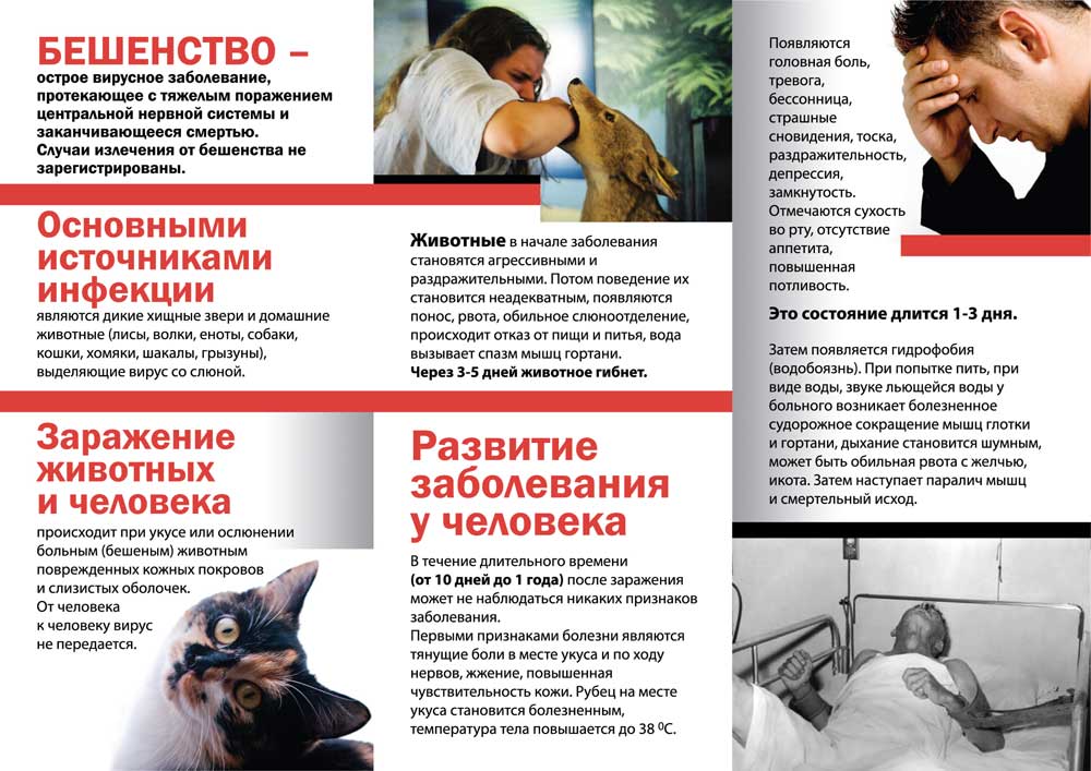 7 болезней передающиеся человеку от кошек и собак: глисты, чесотка, лишай, токсоплазмос, бешенство и прочие | ямал-медиа