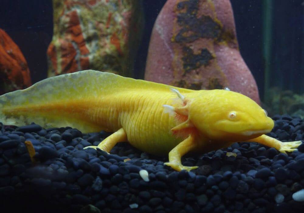 Животное аксолотль (ambystoma mexicanum)