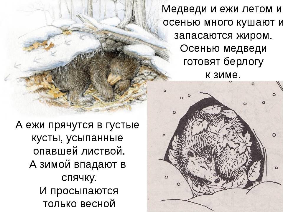 Условия для зимней спячки ежа дома
