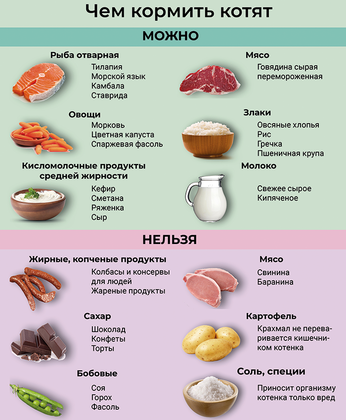 Правила прикорма котят, особенности рациона, оптимальный возраст