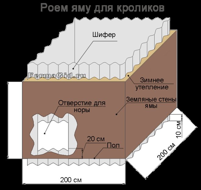 Разведение кроликов в яме в домашних условиях