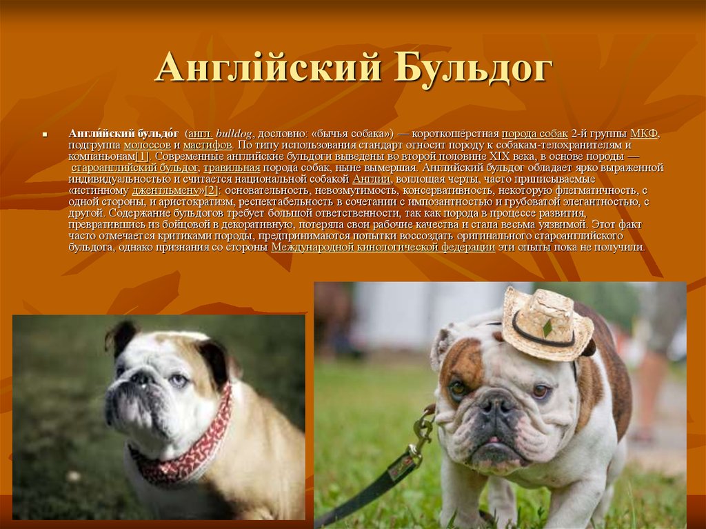 Американский бульдог (амбуль) — фото, описание породы, характер собаки