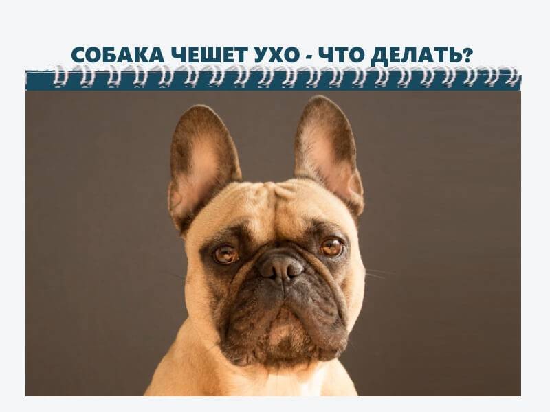 Почему собака трясет головой и чешет ухо: причины, что делать, как лечить. советы ветеринара