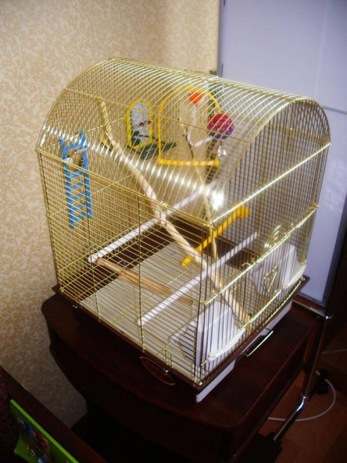 Попугай неразлучник в домашних условиях: как содержать