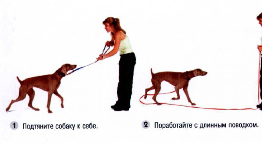 Как дрессировать собаку для охраны вашего дома - собаки 2023