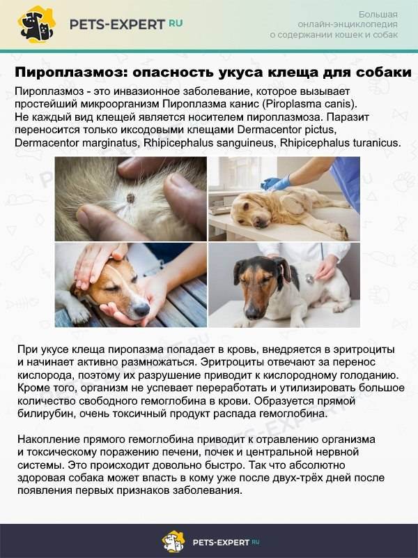 Пироплазмоз у кошек
