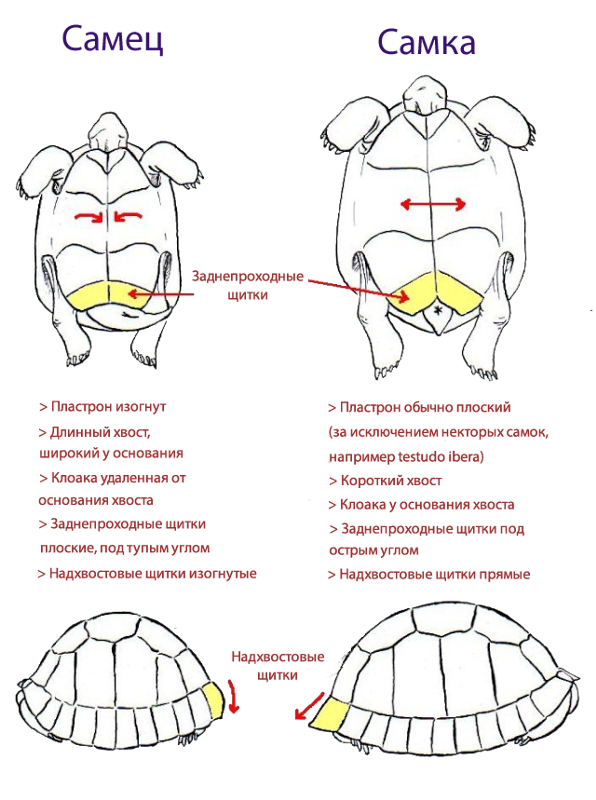 Особенности определения возраста у сухопутной черепахи