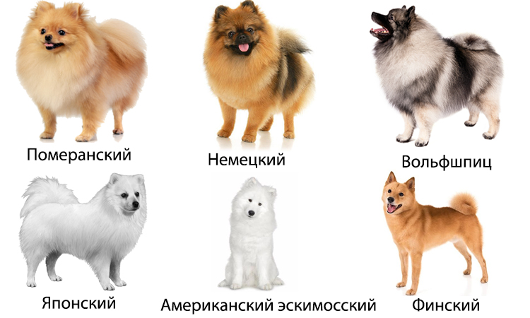 Японские породы собак: 6 чистокровных пород | блог ветклиники "беланта"