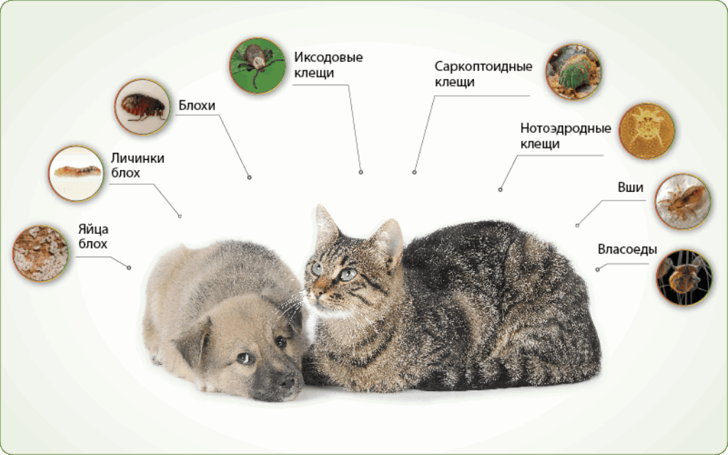 Может ли человек заразиться глистами от кошки?