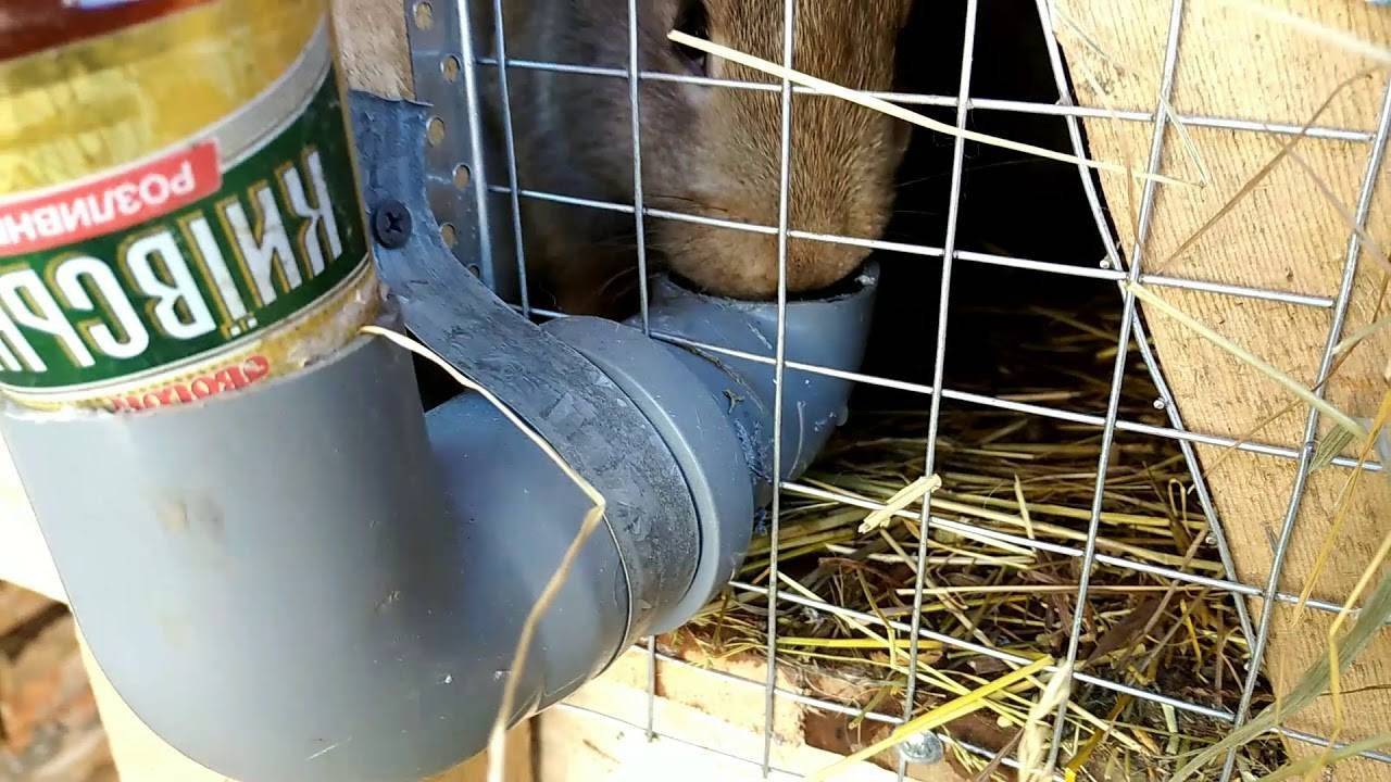 Кормушки для кроликов - разновидности и материалы для изготовления