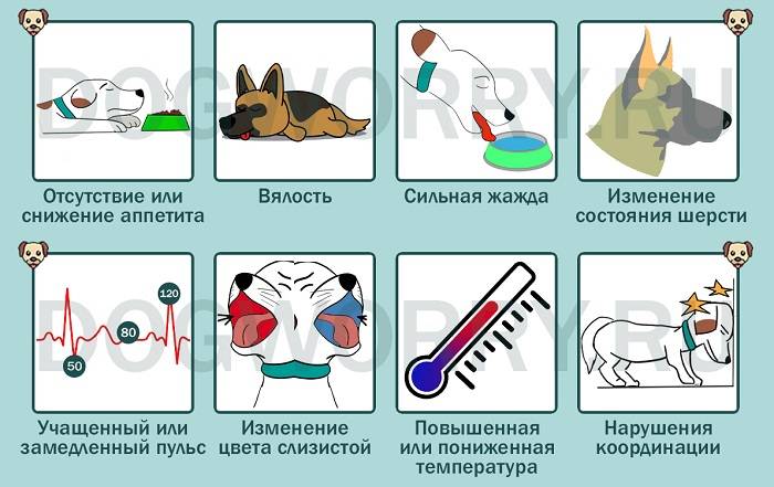 Обмороки у собак. ветеринарная клиника "зоостатус"