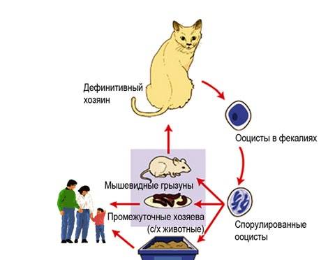 Токсоплазмоз при беременности. причины, диагностика и лечение токсоплазмоза.