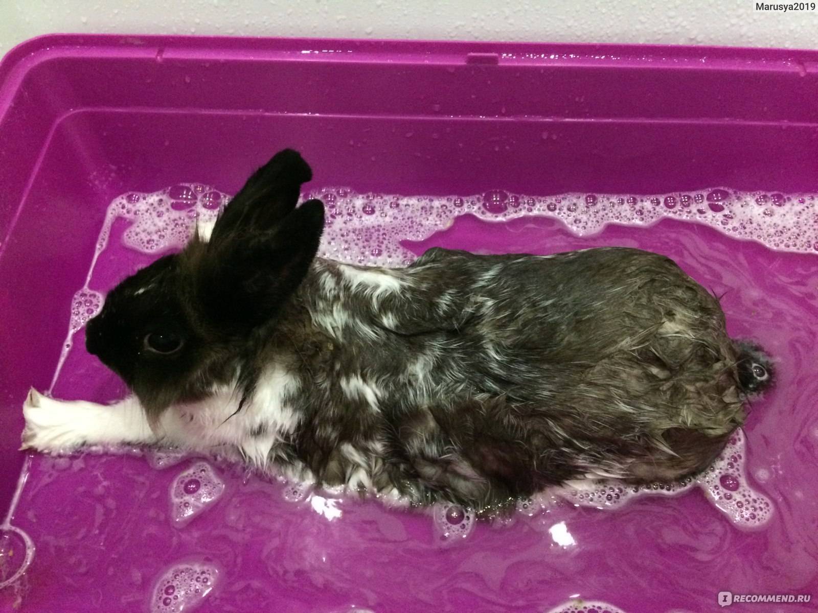 Можно ли мыть декоративных кроликов, как купать их в домашних условиях