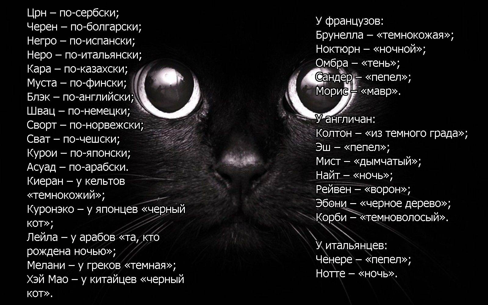 Как назвать котенка-девочку серого цвета: красивые, популярные и редкие имена для кошек - animallist.ru