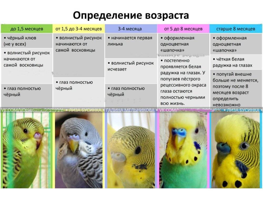 Волнистые попугаи в одной клетке с кореллой и другими птицами