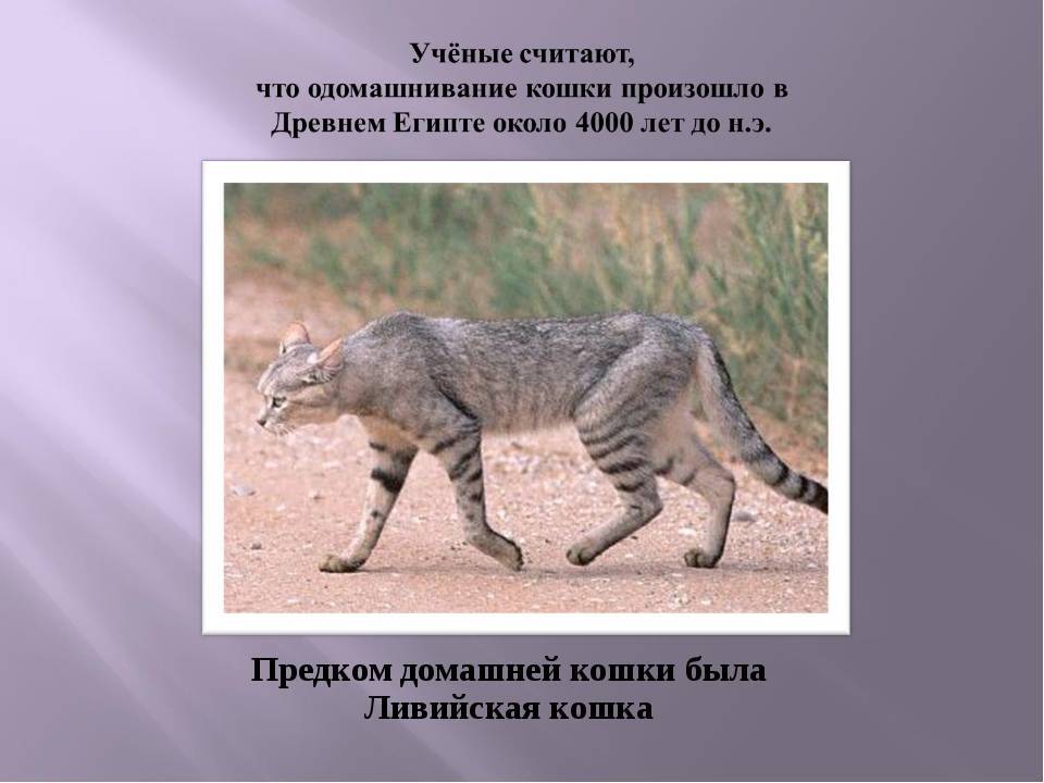 Происхождение кошек: история вида, от кого, откуда и когда появились, одомашнивание - блог о животных - zoo-pet.ru