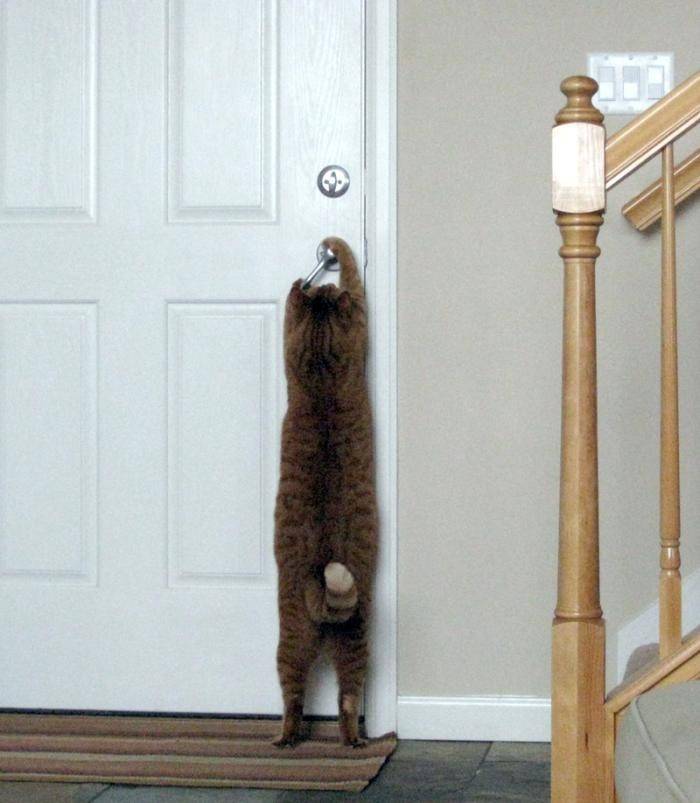 Лаз для кошки в дверь – котоход
