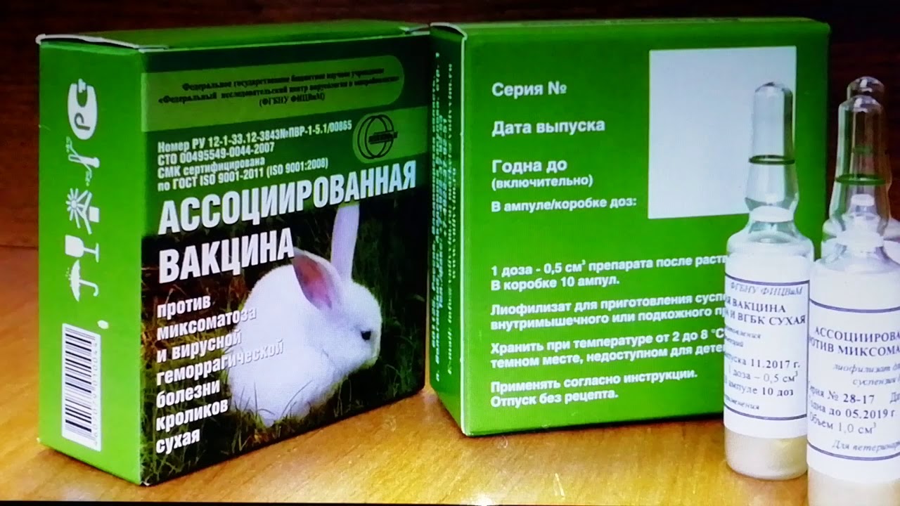 Миксоматоз у кроликов: лечение, прививки, симптомы, инструкция вакцинации